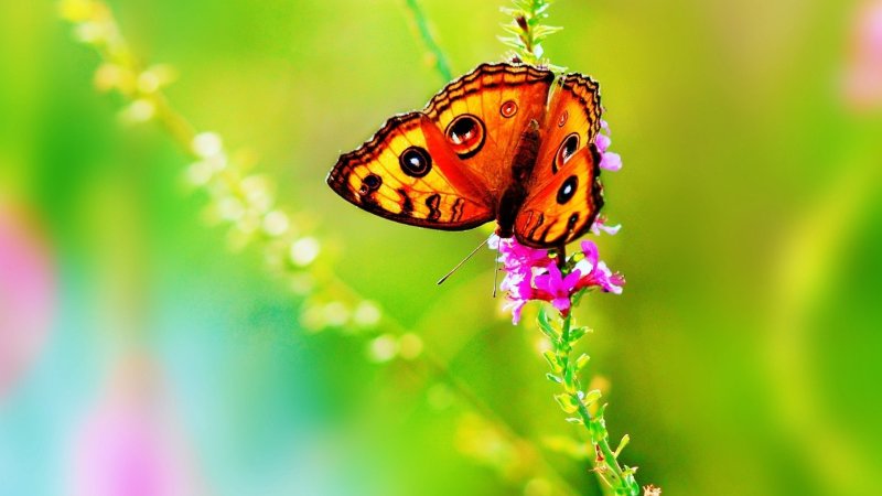 Разноцветное лето