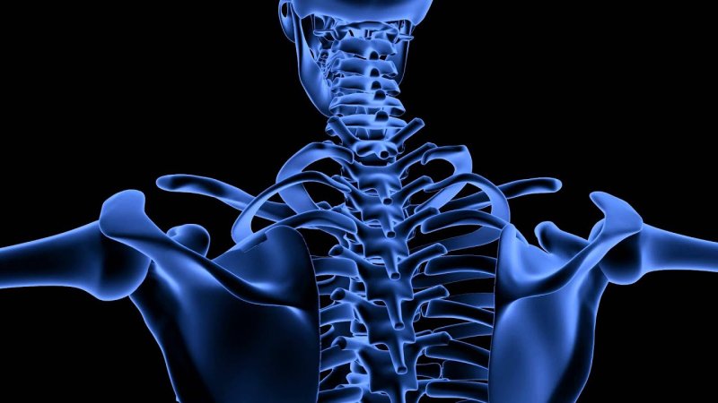 Скелет человека