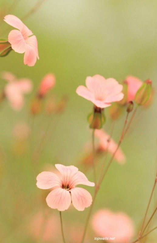 Нежные обои