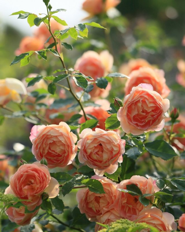 Кустарниковые розы