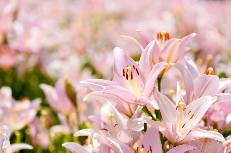 Лилия Брайт бриллиант