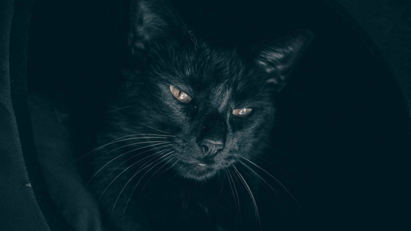 Красивый черный кот