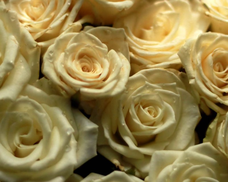 Цветы кремового цвета