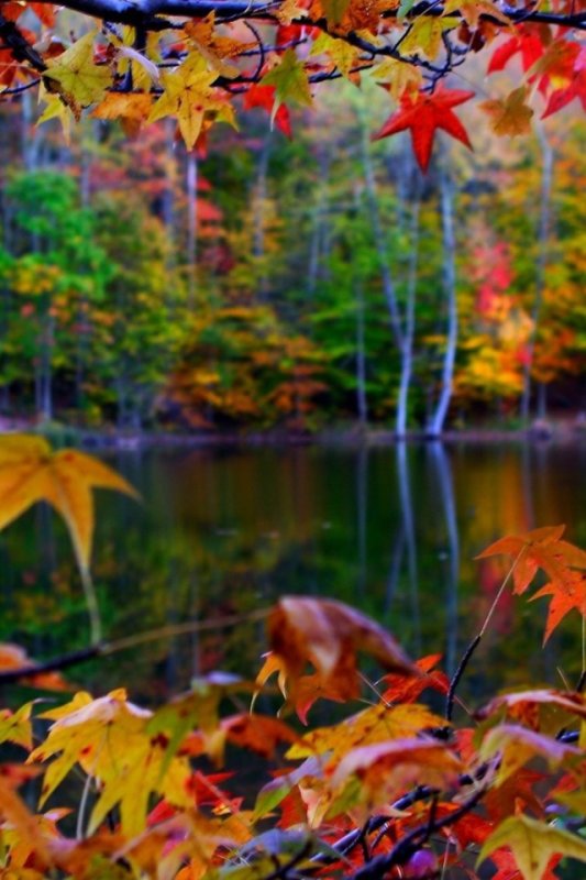 Заставка осень