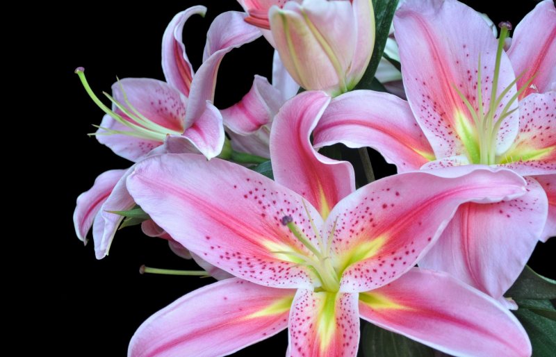 Самые красивые лилии