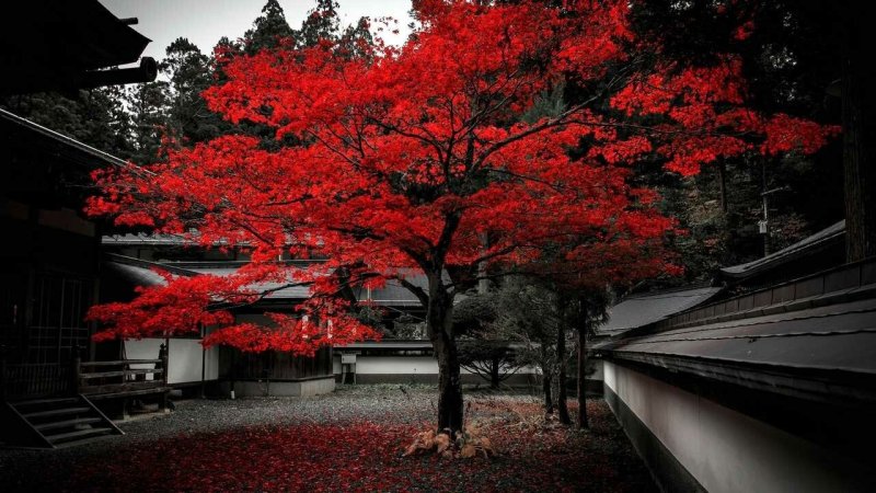 Японское дерево