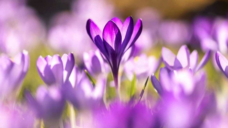 Сиреневые весенние цветы