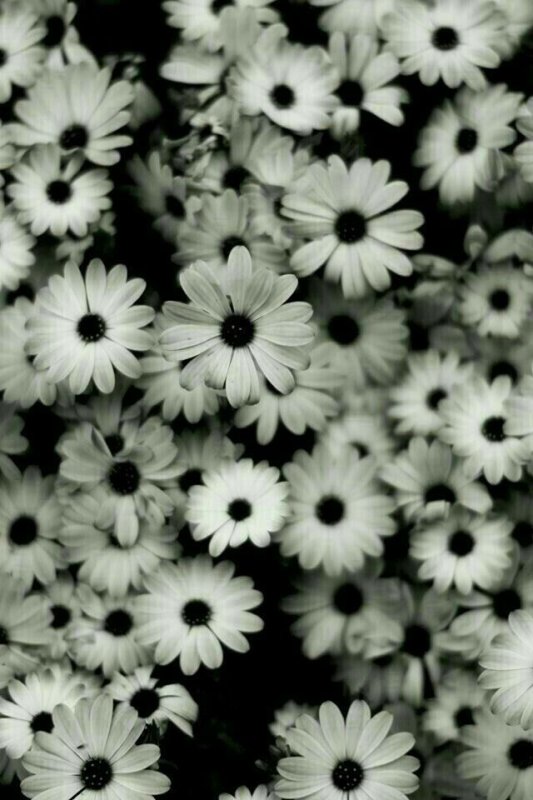 Черно белое