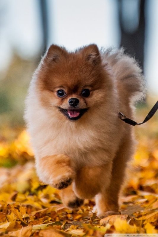Померанский шпиц Пуппи