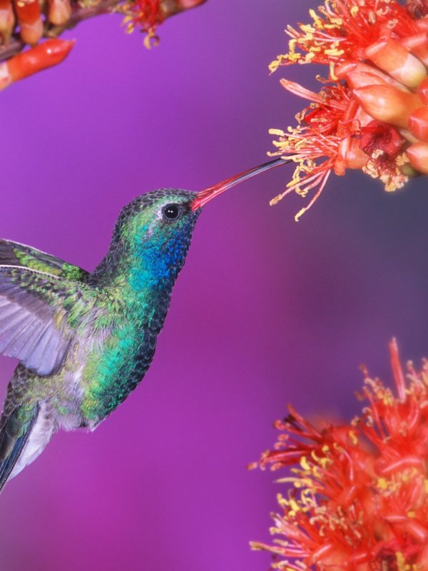Топазовый Колибри