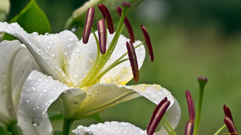 Белая Лилия цветок