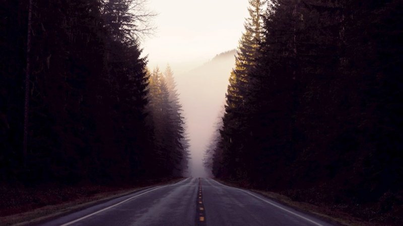 Лесная дорога в тумане