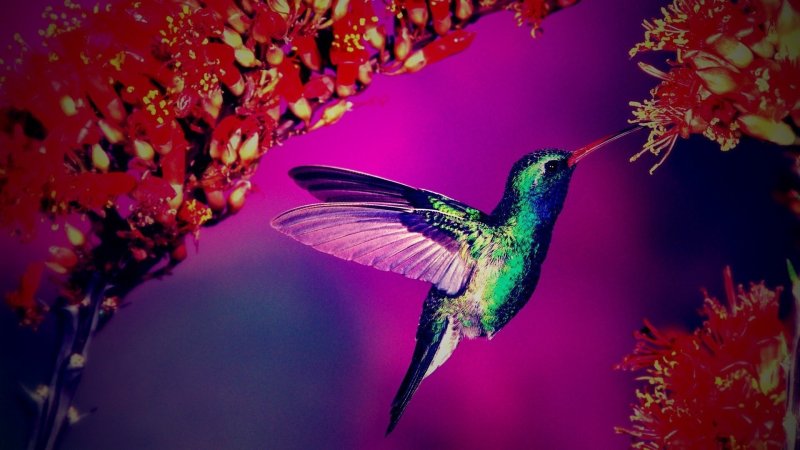 Яркие птицы