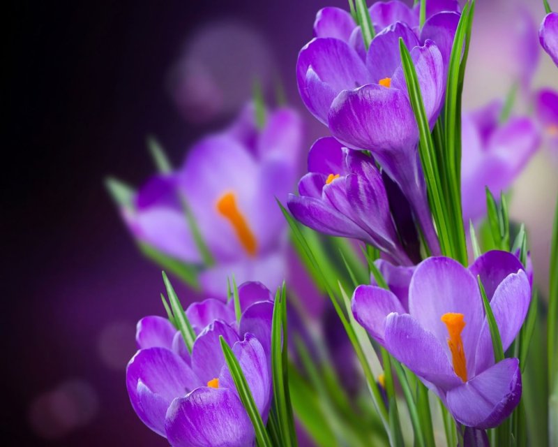 Крокус перпл