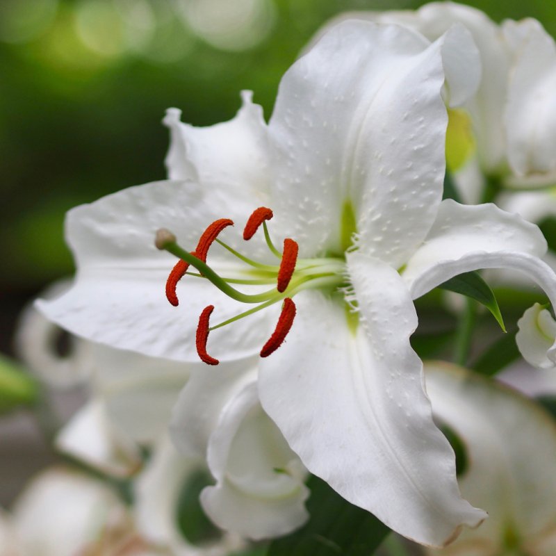 Лилия Сноу Квин