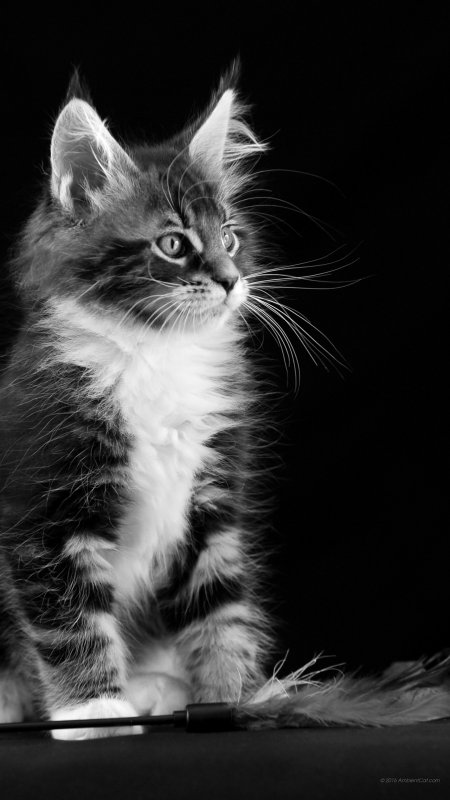 Черно белые обои