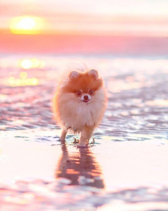 Шпиц померанский рыжий милые