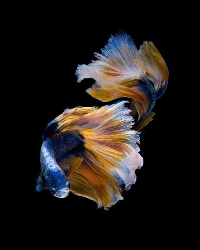 Заставка на айфон с рыбками