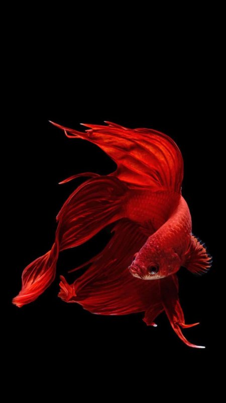 Бойцовая рыбка петушок