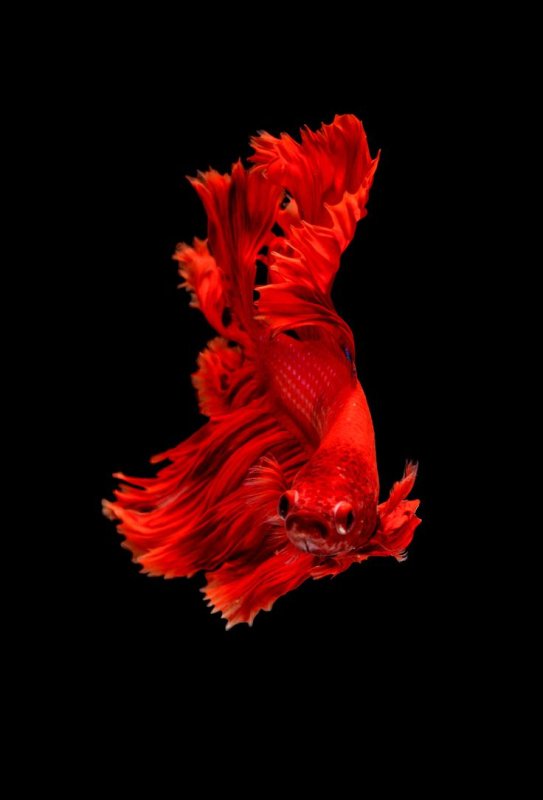 Петушок вуалевый красный