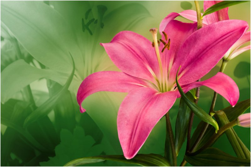 Красивые картинки цветов