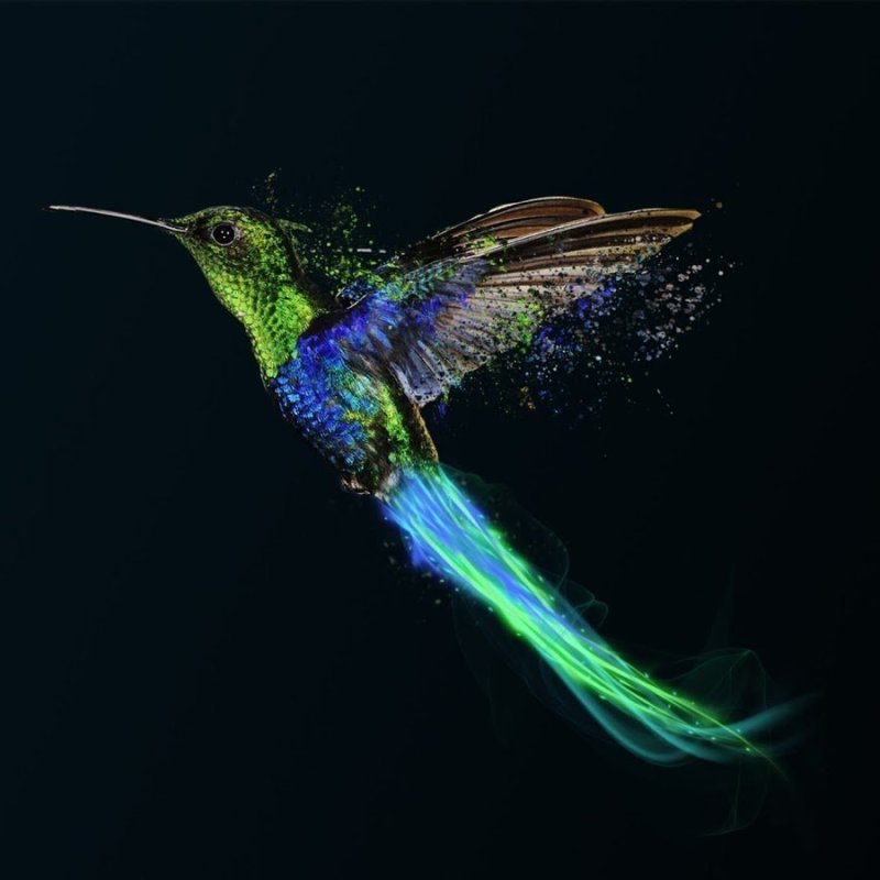 Колибри в Тайланде