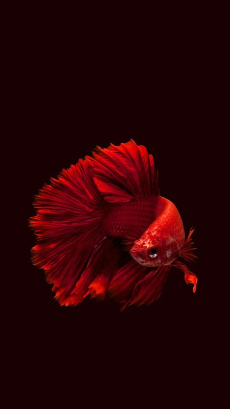 Красно черный петушок рыбка