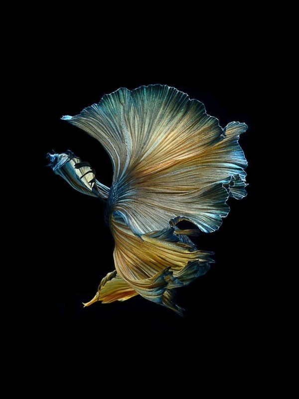 Заставка на айфон с рыбками