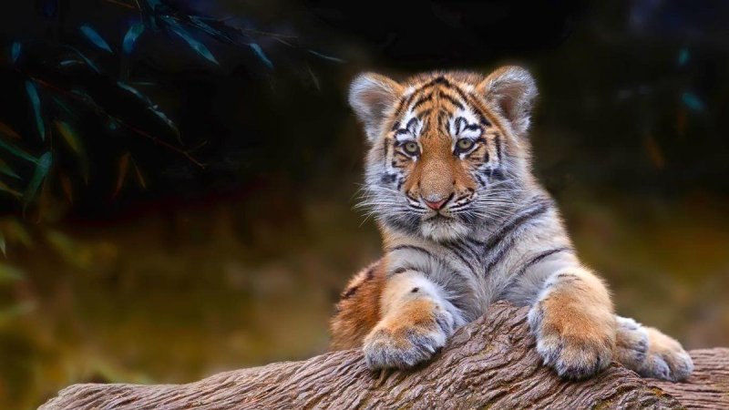 Красивый тигр