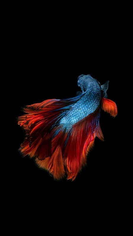 Рыбка айфон