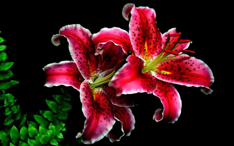 Лилия тигровая розовая