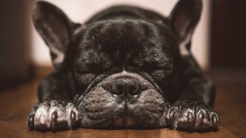 Французский бульдог черный щенок