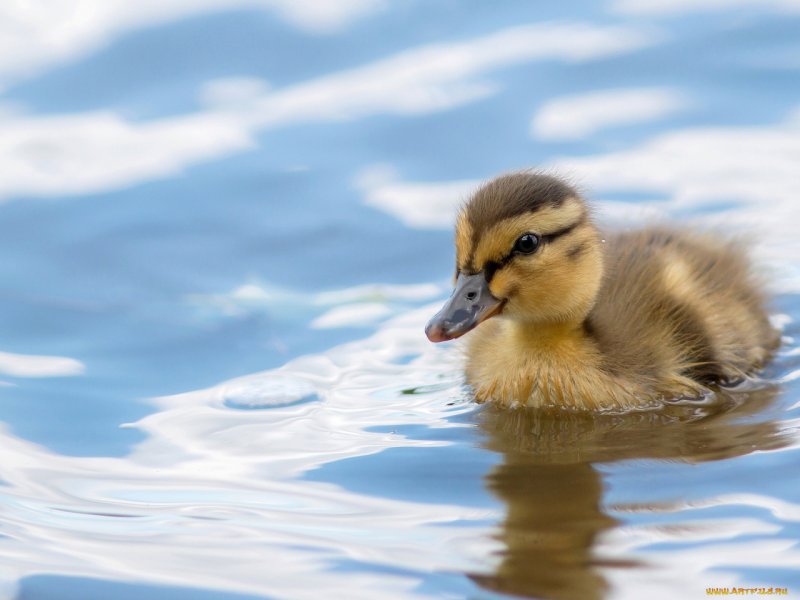 Обои с утками