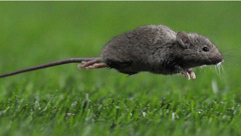Крыса бегает