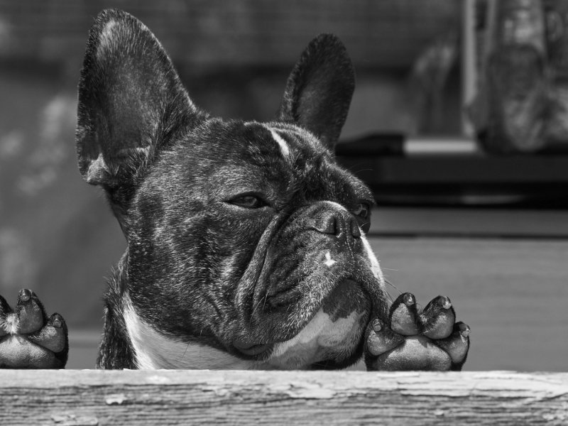 Французский бульдог белый