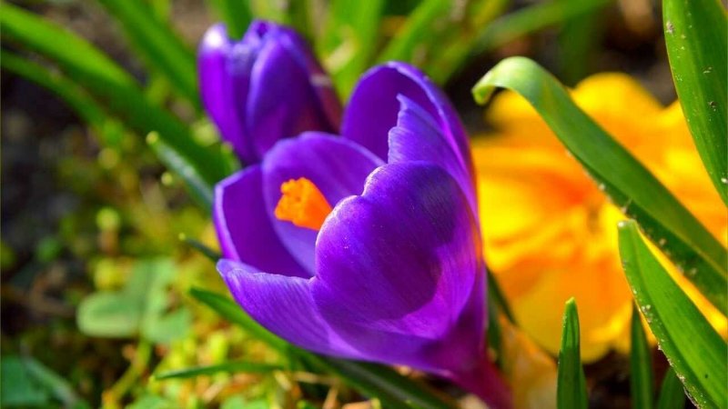 Крокус синий цветок