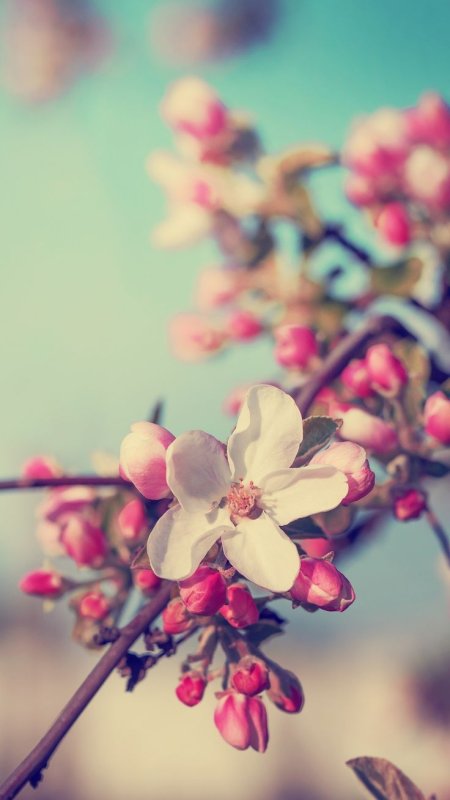Весенние заставки на телефон