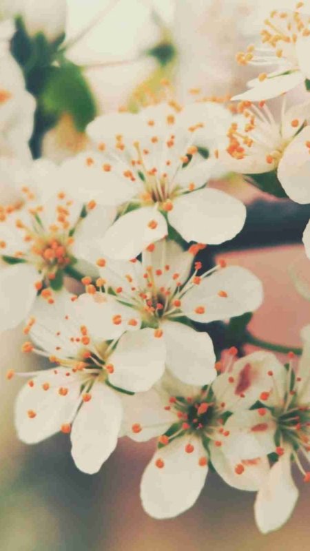 Цветы вишни