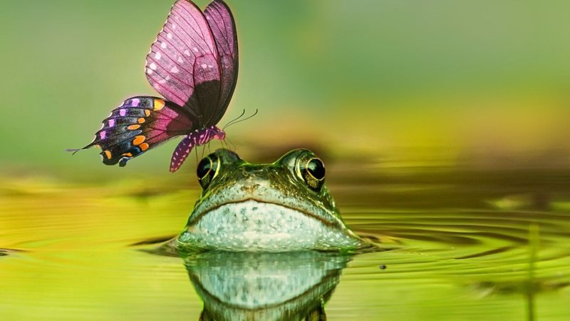 Заставка на рабочий стол лягушка