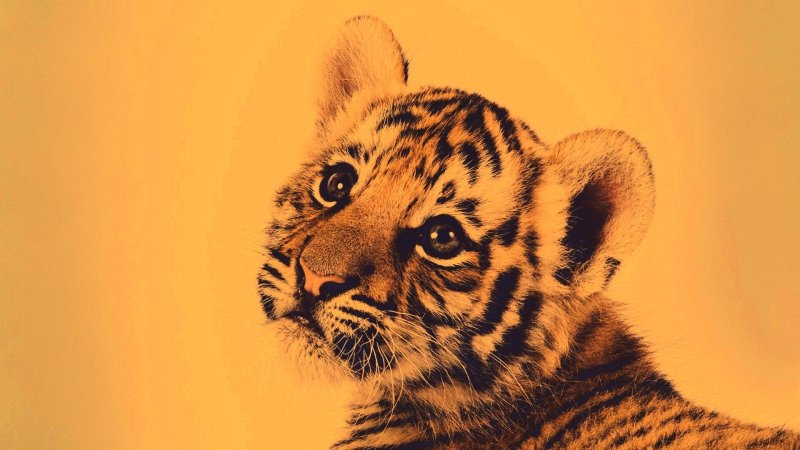 Фон для рабочего стола тигр