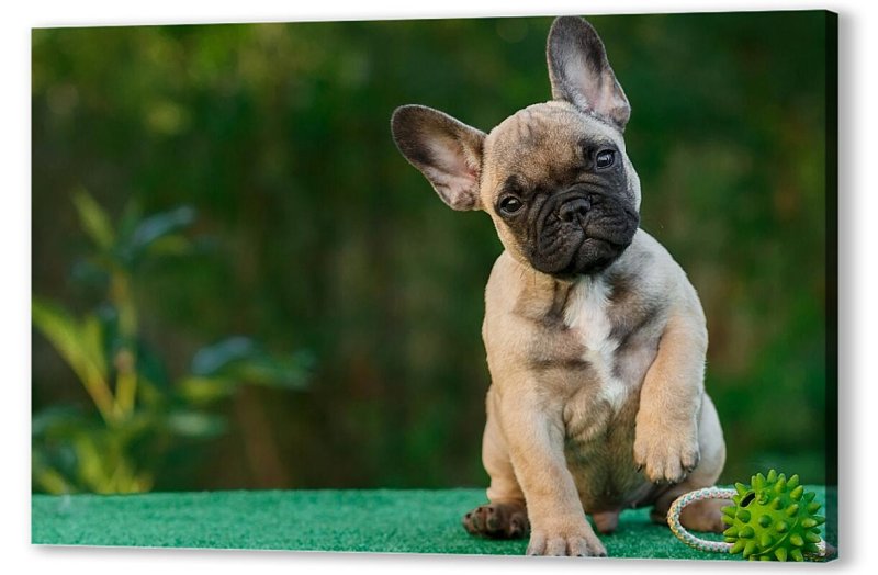 Французский бульдог Чивас