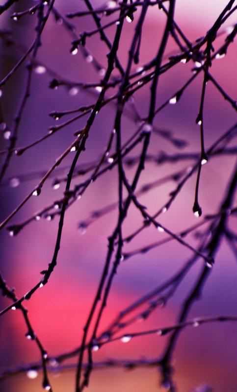 Фотообои для телефона вертикальные