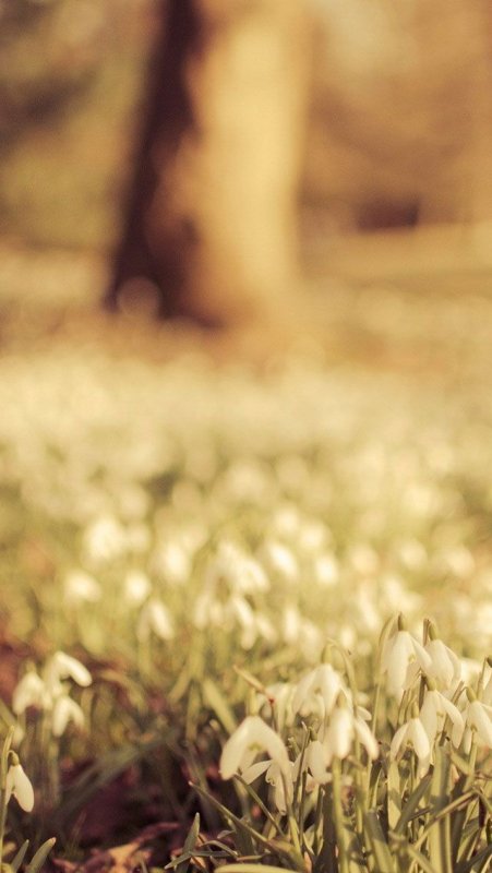 Весенние заставки на айфон