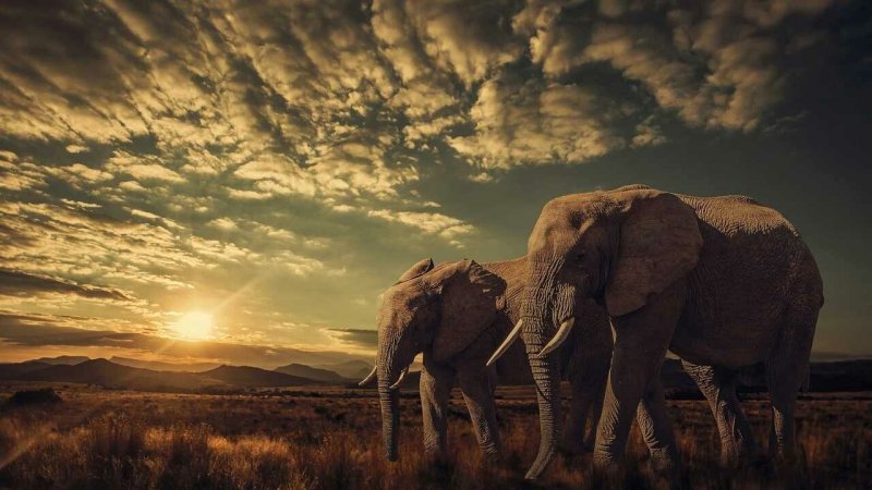 Африканские животные