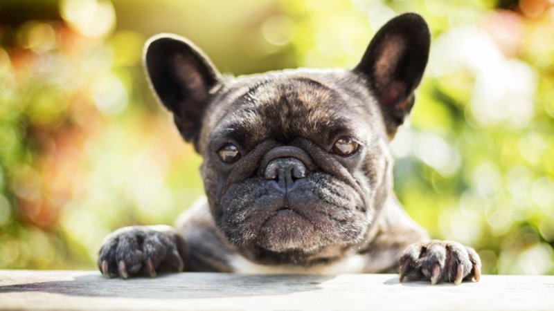 Французский бульдог щенок