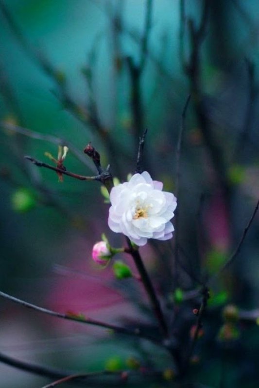 Нежная природа