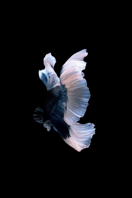 Заставки на айфон 6 оригинальные