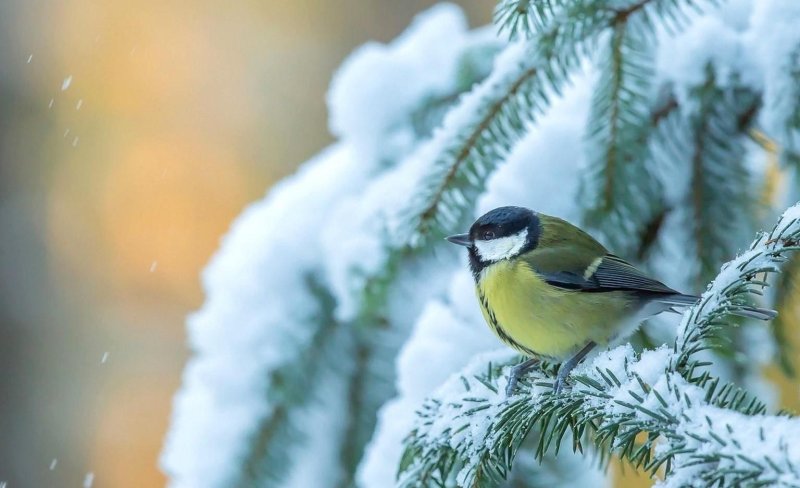 Зимующие птицы синица