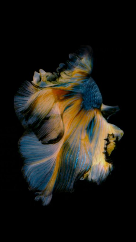 Рыбка айфон