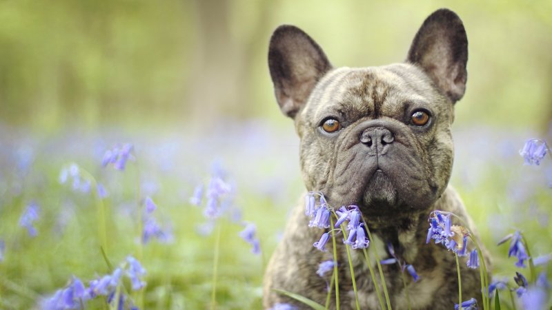 Французский бульдог щенок